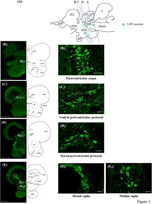 Expression of RING Finger Protein 38 in Serotonergic Neurons in the Brain of Nile Tilapia, Oreochromis niloticus